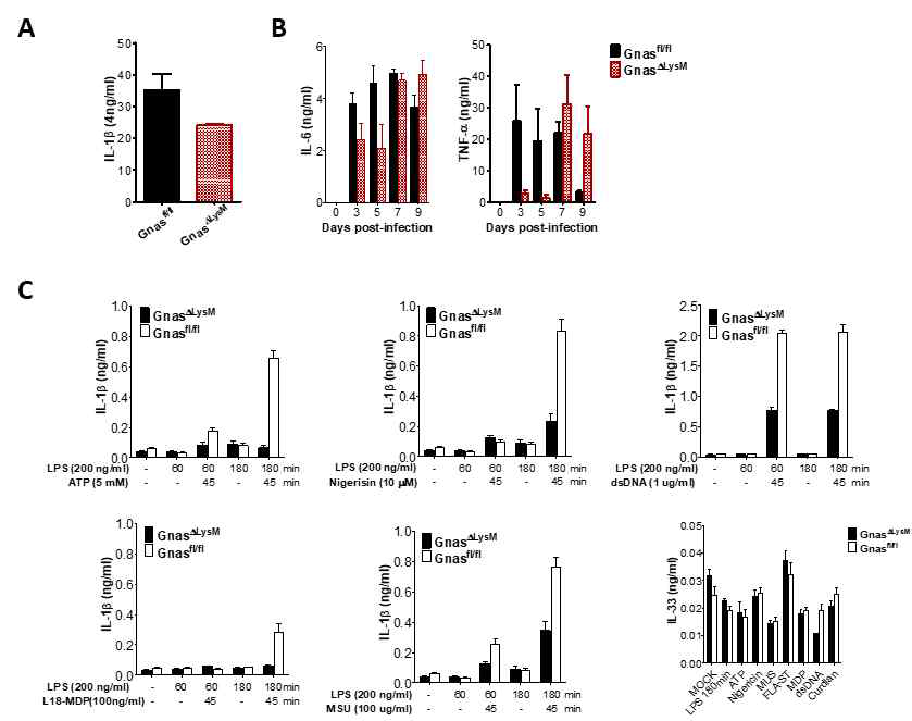 GnasΔLysM cKO 마우스의 inflammasome 형성 부재의 대한 분석. (A) GnasΔLysM cKO 마우스의 호흡기 바이러스 감염 후 inflammasome effector molecule IL-1β의 생산 분석. (B) 호흡기 바이러스 감염 후 염증성 사이토카인 IL-6와 TNF-α의 생산. 감염 초기 Gnasfl/fl 마우스가 보다 많은 양의 IL-6와 TNF-α의 생산을 보여줌 (C) inflammasome priming과 activator 분자에 의한 GnasΔLysM cKO 마우스로부터 준비된 대식세포의 inflammsome effector molecule 생산에 대한 분석