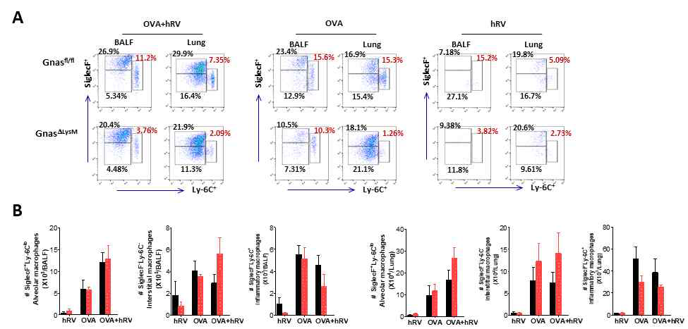 GnasΔLysM cKO 마우스의 hRV감염에 의한 OVA 항원 기반 중증 난치성 천식 유도 후 BALF내 및 폐조직내 macrophage subset (alveolar macrophage, interstitial macrophage, inflammatory macrophage)의 분포 분석. (A) BALF 및 폐조직내 macrophage subset분포. (B) BALF 및 폐조직내 macrophage subset 총 세포 수. GnasΔLysM cKO 마우스는 적은 수의 SiglecF+Ly-6C+ inflammatory macrophage의 분포가 적게 검출됨
