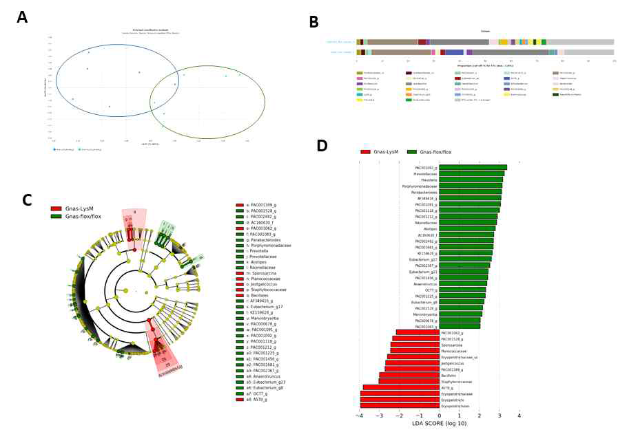 GnasΔLysM cKO 마우스의 장내 microbiome분석. GansΔLysM cKO 마우스와 Gnasfl/fl 마우스의 장내 세균 분석한 결과 Prevotella 속 세균의 감소되고, Erysipelotrich속 세균이 증가됨. GansΔLysM cKO 마우스의 richness 감소. (A) PCoA 분석. GnasΔLysM cKO 마우스와 Gnasfl/fl 마우스의 장내 microbiome의 패턴이 매우 다름. (B) GnasΔLysM cKO 마우스의 richness 감소. (C) Cladogram of LEfSe 분석. (D) LEfSe 분석 결과. GnasΔLysM cKO 마우스에서 Prevotella 속 세균이 감소하고 Erysipelotrich속 세균이 증가