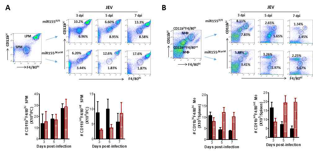 대식세포내 miR155의 결핍은 일본 뇌염바이러스 감염에 의한 대식세포 분화가 제대로 이루어지지 않음. (A) 복강내 large peritoneal macrophage (LPM)과 small peritoneal macrophage (SPM)의 분화 분석. (B) 비장내 CD11bintF4/80int macrophage와 CD11bhiF4/80hi macrophage의 분석. 염증성 기능을 갖는 SPM과 CD11bintF4/80int macrophage가 크게 영향을 받는 것으로 보여짐