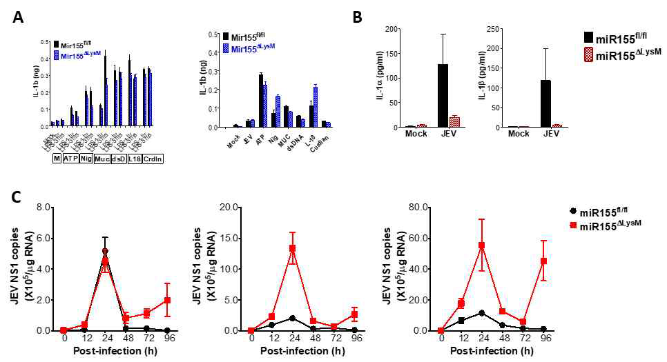 miR155ΔLysM cKO 마우스의 일본 뇌염바이러스 감염에 의한 inflammasome 분자의 발현 분석. miR155ΔLysM cKO마우스와 miR155fl/fl 마우스를 일본 뇌염바이러스 감염 후 (A) 비장 (B) 중추신경계 (뇌)에서 발현되는 inflammasome 인자 (ASC, AIM2, NLRP3, NLRC4)의 발현을 분석