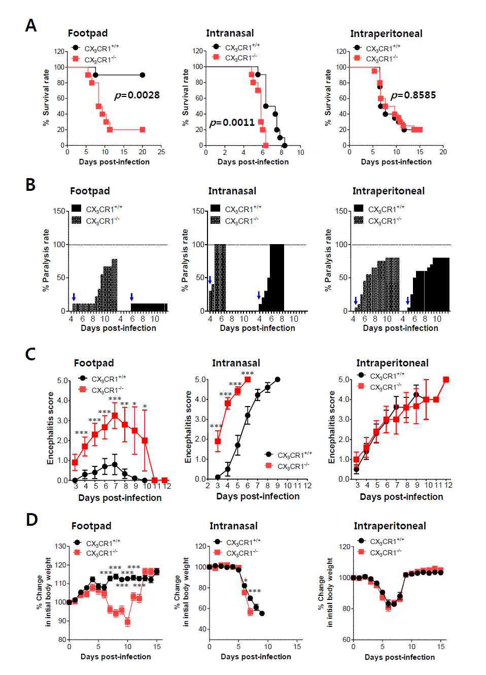 CX3CR1 is indispensable for the regulation of JE following local inoculation of virus. (A) Susceptibility of CX3CR1-ablated mice to JE. Wild-type (CX3CR1+/+) and CX3CR1-deficient (CX3CR1-/-) mice (5 to 6 weeks old, n =10-13) were inoculated with JEV (5.0×107 PFU) via footpad, intranasal, and intraperitoneal routes. The proportion of surviving mice in each group was monitored daily for 15 or 20 days. (B) Ratio of mice showing neurological disorder during JE progression. Mice infected with JEV were examined every 6 h from 4 to 15 dpi and the ratio of mice showing neurological disorder in inoculated mice was recorded. Blue arrows denote a time point of neurological disorder manifestation following JEV infection. (C) Encephalitis score. Mice infected with JEV were scored for encephalitis from 3 to 12 dpi. Encephalitis scores were expressed as average score ± SEM of each group. (D) Changes in body weight. Changes in body weight were expressed as the average percentage ± SEM of body weight relative to the time of challenge. *p<0.05; **p<0.01; ***p<0.001 for levels between CX3CR1+/+ and CX3CR1-/- mice at indicated dpi