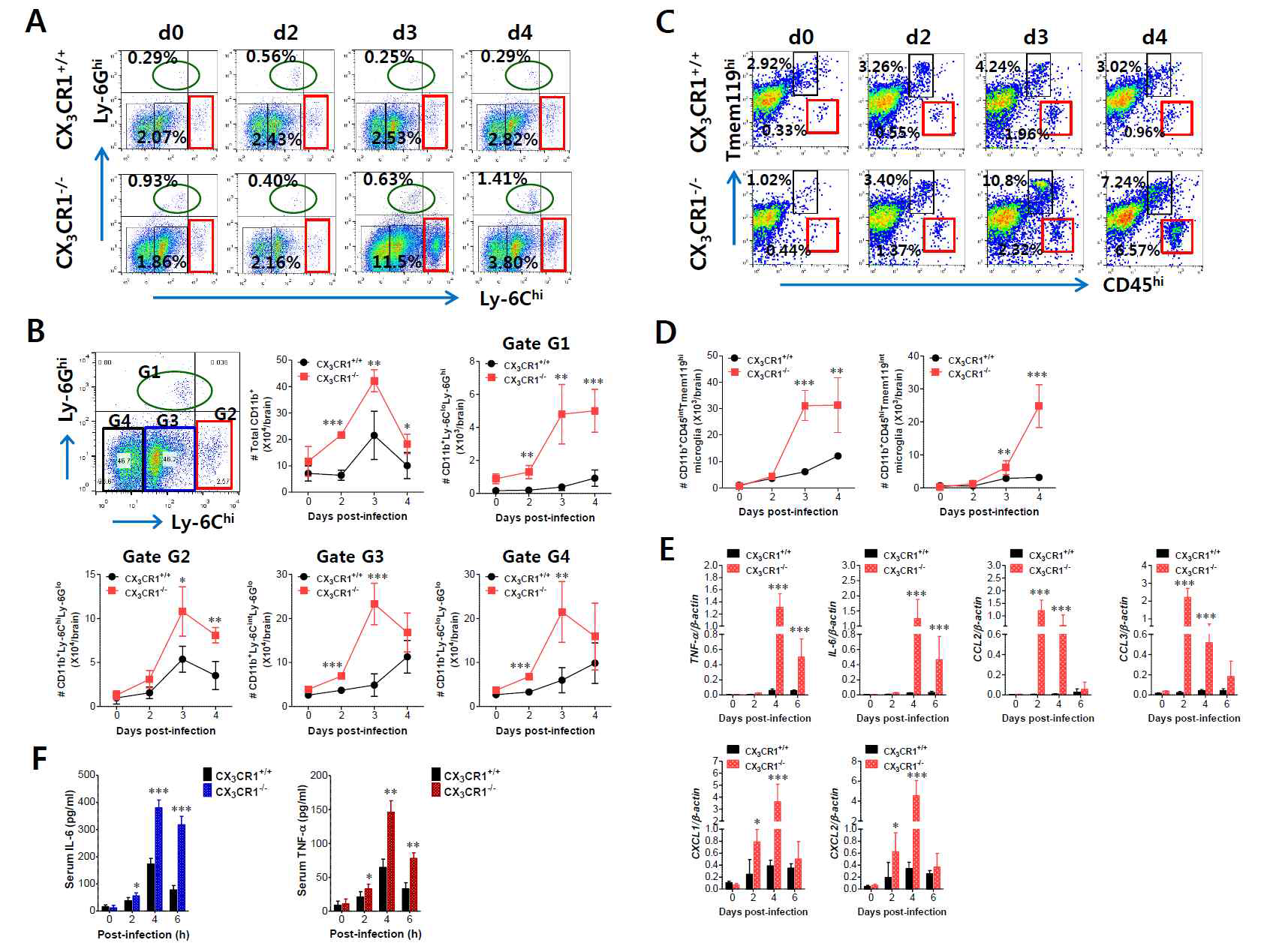 CX3CR1 ablation induces higher infiltration of inflammatory leukocytes in the CNS. (A) Early and enhanced infiltration of Ly-6Chi monocytes and Ly-6Ghi granulocytes in the CNS of CX3CR1-/- mice. (B) Infiltration kinetics of CD11b+ myeloid cell subsets. Values in the dot-plots represent the average percentage of each population after gating on CD45+CD11b+ cells. (C, D) The frequency and number of microglia in the CNS. Infiltrated leukocytes were prepared from the brains of CX3CR1+/+ and CX3CR1-/- mice via vigorous cardiac perfusion and collagenase digestion at indicated dpi. The frequency and absolute number of CD11b+CD45intTmem119hi resident microglia and CD11b+CD45hiTmem119int activated microglia were determined by flow cytometric analysis. Values in the dot-plots show the average percentage of each population after gating on CD11b+ cells. (E) Expression of inflammatory cytokines and chemokines in the CNS. Expression of cytokines and chemokines was determined by real-time qRT-PCR using total RNAs extracted from brain tissues at indicated dpi. (F) Serum levels of IL-6 and TNF-a. Levels of IL-6 and TNF-a in sera were determined by cytokine ELISA at the indicated dpi. Data show the average ± SEM of levels derived from at least three independent experiments (n=4-5). *p<0.05; **p<0.01; ***p<0.001 for CX3CR1+/+ versus CX3CR1-/- mice at indicated dpi