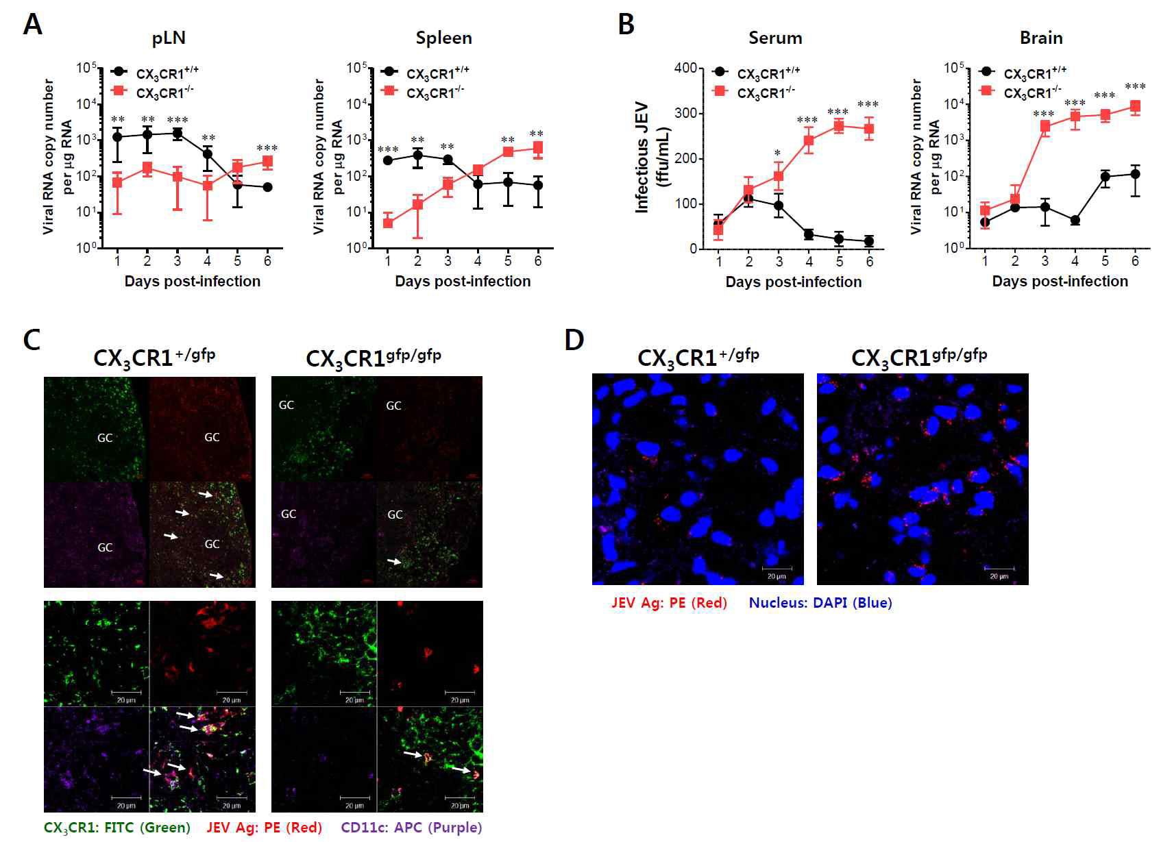 CX3CR1 ablation results in delayed viral clearance from peripheral lymphoid tissues. (A) Viral burden in peripheral lymphoid during JE progression. (B) Infectious JEV in sera and viral burden in CNS tissues during JE progression. Viral burden in popliteal LNs, spleen, and brain of CX3CR1+/+ and CX3CR1-/- mice was assessed by real-time qRT-PCR at the indicated days after infection with JEV via footpad inoculation. Viral RNA load was expressed by viral RNA copy number per microgram of total RNA. The levels of infectious JEV in sera were determined by focus-forming assay. (C) Confocal imaging for detection of JEV Ag+CX3CR1+CD11c+ DCs in popliteal LNs. Sections of popliteal LNs derived from CX3CR1+/gfp and CX3CR1gfp/gfp mice infected with JEV via footpad inoculation were co-stained for JEV Ags (E and NS1 [PE red)] and DC marker CD11c (APC purple) at 2 dpi. The CX3CR1gfpCD11c+ DCs co-localizing with JEV Ags in lower magnification images (upper pictures) and higher magnification images (lower pictures) are denoted by white arrows. GC is the abbreviation for germinal center. (D) Visualization of JEV in the CNS. Brain sections obtained from JEV-infected CX3CR1+/gfp and CX3CR1gfp/gfp mice were co-stained with JEV Ags (E and NS1 [PE red]) and nuclear stain DAPI (blue) at 5 dpi. Images are representative of sections derived from at least five mice per group. Data show the average ± SEM of levels derived from at least three independent experiments (n=4-5). **p<0.01; ***p<0.001 for CX3CR1+/+ versus CX3CR1-/- mice at the indicated dpi