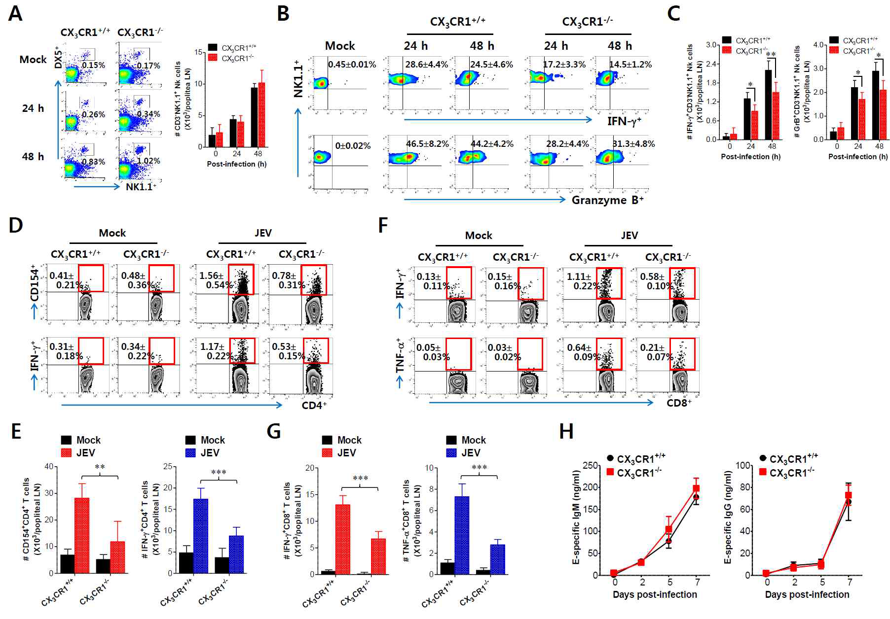 CX3CR1 ablation reduced the activation of antiviral NK and JEV-specific CD4+/CD8+ T cells in peripheral lymphoid tissues