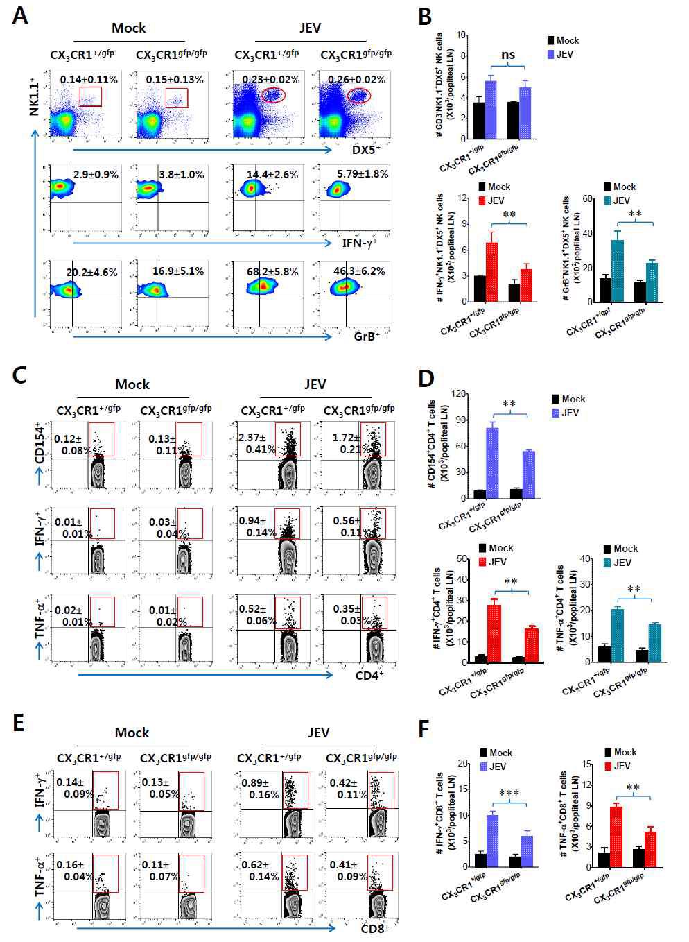 Delayed and reduced NK cell activation and JEV-specific CD4+/CD8+ T-cell responses by CX3CR1-ablated DCs