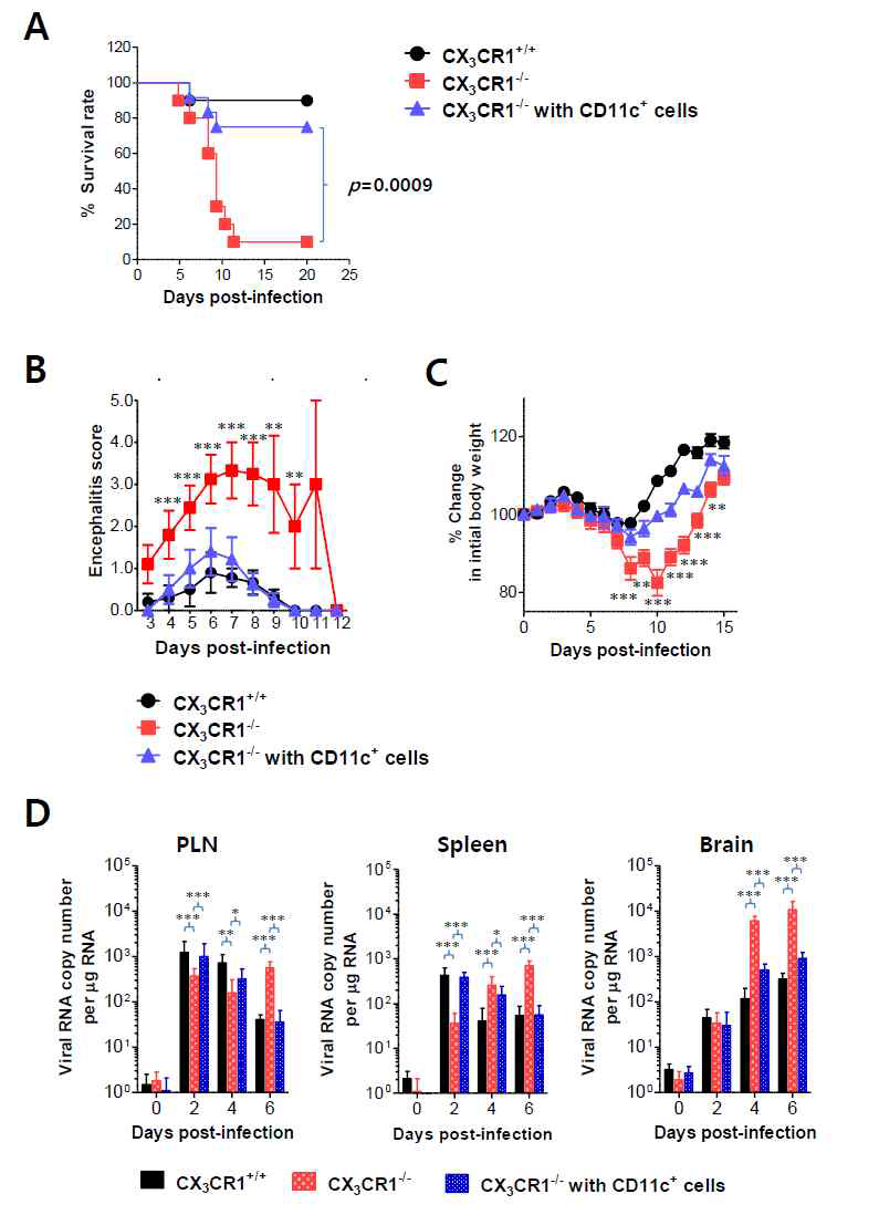 Restoration of resistance to JE by adoptive transfer of CX3CR1+ DCs. CX3CR1+CD11c+ DCs from spleens of wild-type mice were sorted and adoptively transferred into CX3CR1-/- mice via tail vein and foot pad inoculation (5×105 cells/mouse). CX3CR1-/- recipients (n = 10-11) were subsequently infected with JEV (5.0×107 PFU) via footpad inoculation. CX3CR1+/+ wild-type mice and CX3CR1-/- mice that received no cells were used as positive and negative controls, respectively. (A) Susceptibility of CX3CR1-/- recipients for CX3CR1+CD11c+ DCs to JE. The proportion of surviving mice in each group was monitored daily for 20 days. (B) Encephalitis score. Mice infected with JEV were scored for encephalitis from 3 to 12 dpi and the encephalitis score was expressed as the average score ± SEM of each group. (C) Changes in body weight. Changes in body weight were expressed as average percentage ± SEM of body weight relative to the time of challenge. (D) Viral burden in peripheral lymphoid and CNS tissues of CX3CR1-/- recipients for CX3CR1+CD11c+ DCs during JE progression. The viral burdens in spleen, brain, and spinal cord of CX3CR1-/- recipients infected with JEV were assessed by real-time qRT-PCR at indicated dpi. Viral RNA load was expressed as viral RNA copy number per microgram of total RNA. Data show the average ± SEM of levels derived from at least three independent experiments (n=4-5). *p<0.05; **p<0.01; ***p<0.001 comparing CX3CR1-/- mice and CX3CR1-/- recipients of CD11c+ DC at indicated dpi