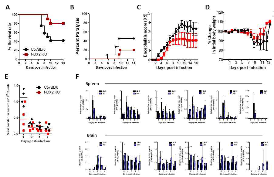 NADPH oxidase (NOX2)의 플라비바이러스 감염 유도 급성 뇌염에 대한 역할 분석 (A) C57BL/6와 NOX2 KO 마우스를 일본 뇌염바이러스감염 후 급성 뇌염에 의한 폐사율. (B) 신경증상을 보여주는 숙주의 비율. (C) Encephalitis score. (D) Body weight. (E) 혈청내 바이러스 양 추적. (F) 림프장기 및 중추신경계 사이토카인 발현 분석