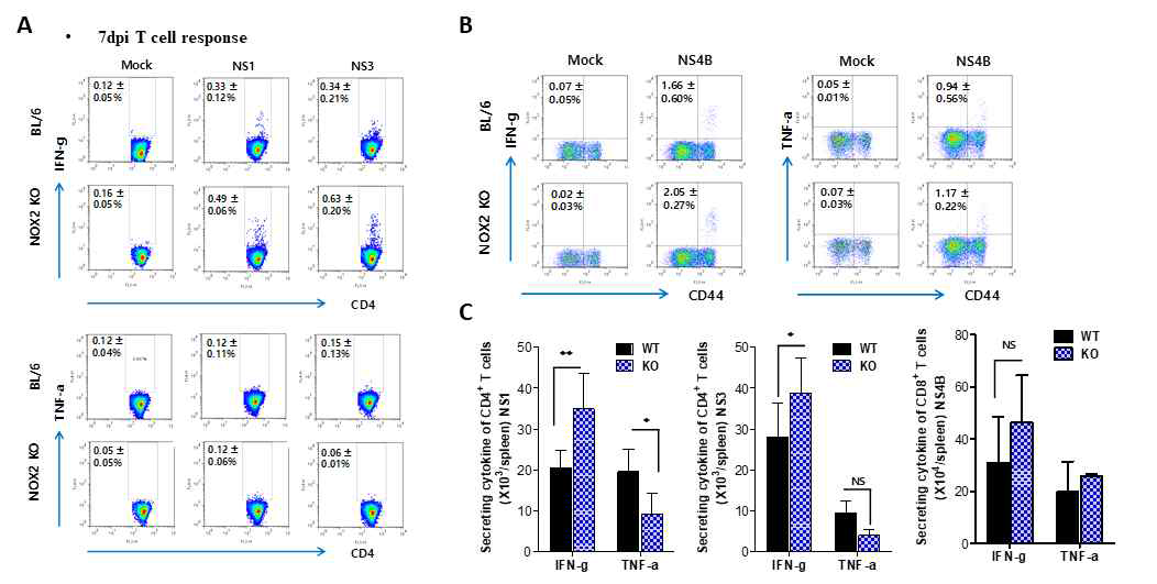 NOX2 KO 마우스의 일본 뇌염바이러스 감염 후 바이러스 특이 CD4+ 및 CD8+ T 세포 반응. (A) JEV NS1 및 NS3 특이 CD4+ T 세포 반응. (B) JEV NS4B 특이 CD8+ T 세포 반응. (C) JEV 특이 CD4+ 및 CD8+ T 세포 총 세포 분석