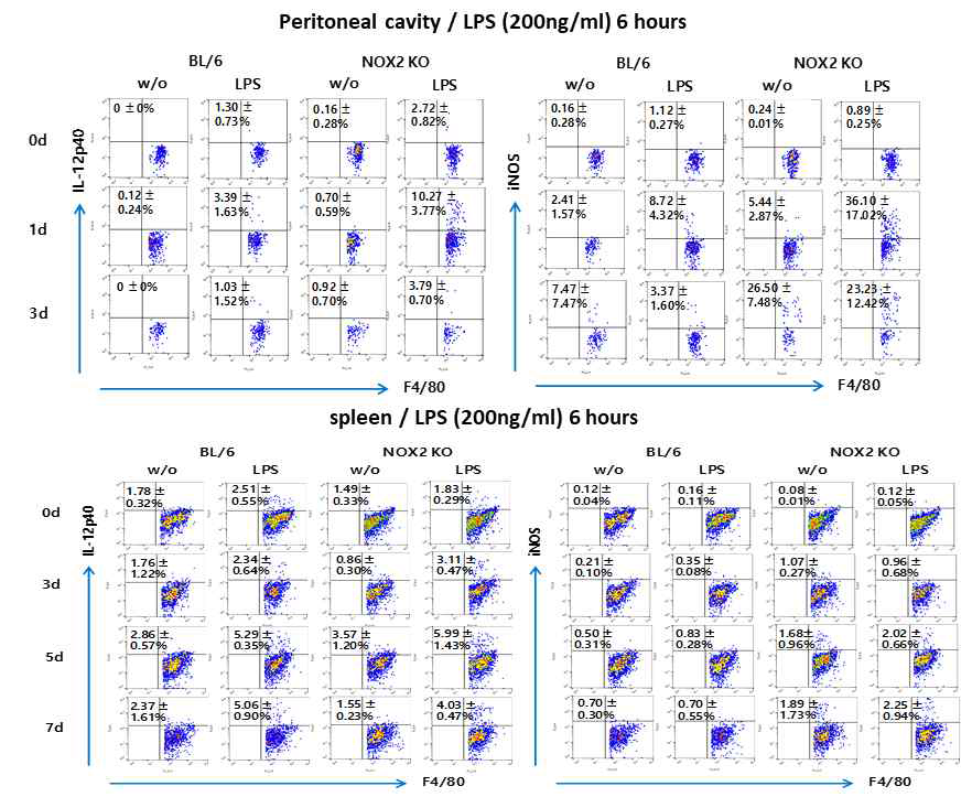 NOX2 KO 마우스로부터 유래된 대식세포 CD11b+F4/80+ macrophage의 M1/M2 polarization 분석. 일본 뇌염바이러스 감염 후 복강과 비장내에 존재하는 대식세포 CD11b+F4/80+ 세포를 LPS로 6시간 자극하여 IL-12p40 및 iNOS생산 분석. (A) 복강내 유입된 대식세포 분석. (B) 비장에 존재하는 CD11b+F4/80+ macrophage polarization