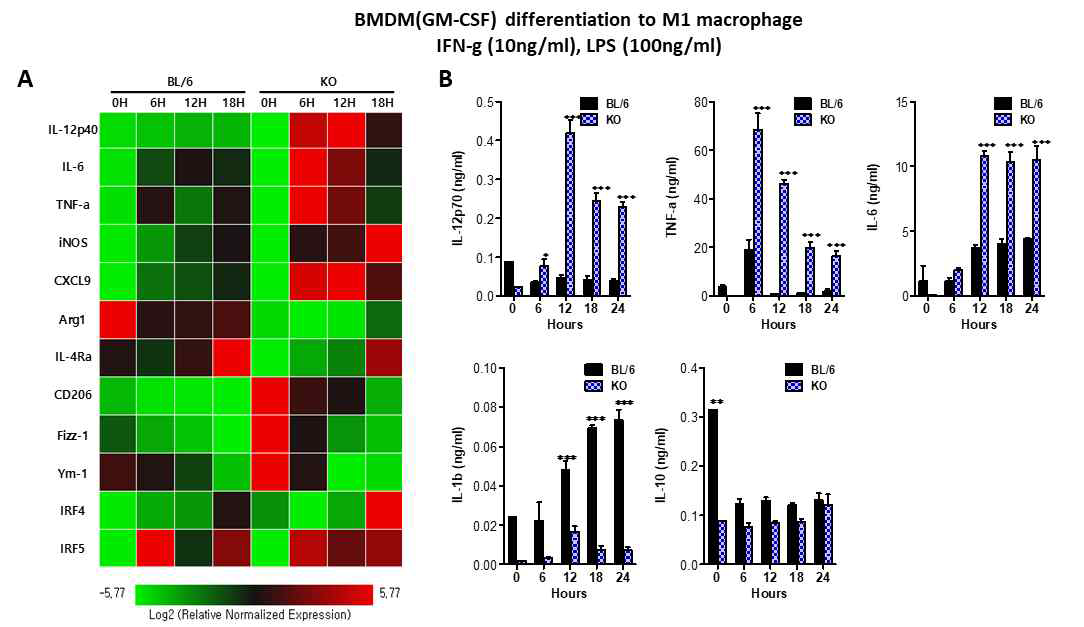 NOX2의 GM-CSF M1 macrophage polarization 분석 (A) Effector molecule 및 전사인자의 발현 분석. (B) M1 macrophage 관련 사이토카인의 생산