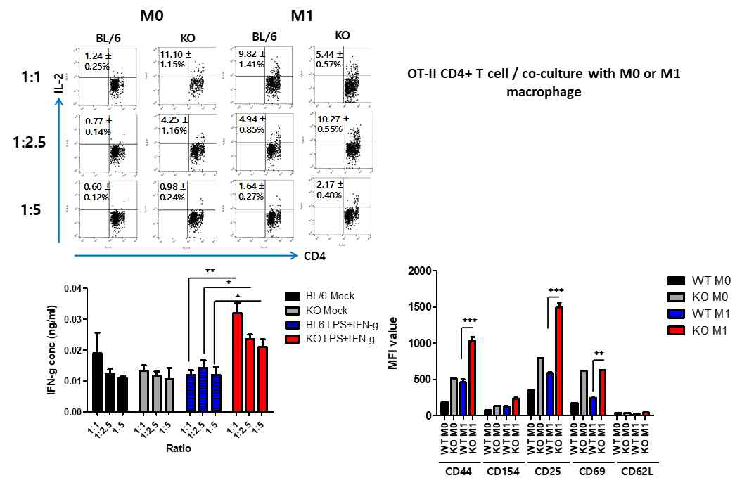 NOX2 KO 마우스로부터 분화된 M1 macrophage의 항원제시 능력. 정상 마우스와 NOX2 KO 마우스의 골수세포로부터 준비된 GM-CSF M1 macrophage를 LPS와 IFN-γ로 자극 후 OT-II CD4+ T 세포에 대한 항원 제시 능력을 비교 검토