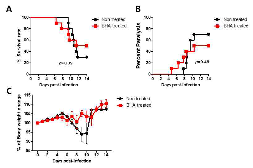 NOX2 inhibitor에 의한 일본 뇌염바이러스 감염 유도 급성 뇌염에 대한 저항성 증가. (A) Survival rate. (B) 신경증상 비율. (C) 체중 변화