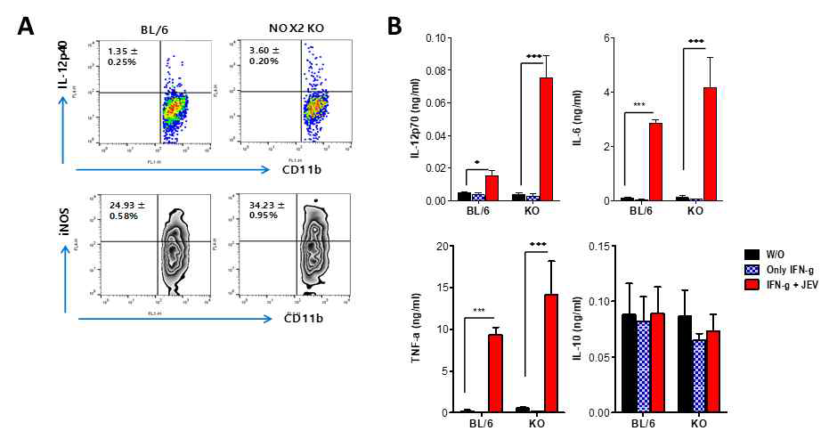 NOX2의 일본 뇌염바이러스 감염에 의한 M1 macrophage polarization 역할. 정상 마우스와 NOX2 KO 마우스의 골수세포로부터 준비된 macrophage를 일본 뇌염바이러스 감염 후 M1/M2 macrophage polarization을 분석 (A) IL-12p40 및 iNOS 생산 능력 분석. (B) M1/M2 macrophage관련 사이토카인 생산 분석