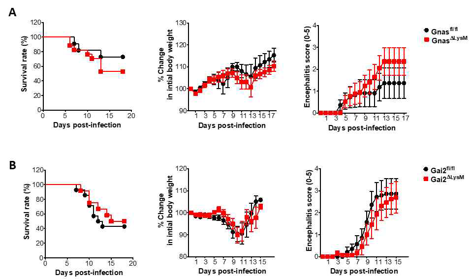 GnasΔLysM cKO 마우스 및 Gai2ΔLysM cKO 마우스의 일본 뇌염바이러스 감염에 의한 급성 뇌염에 대한 감수성 변화 분석 (A) GnasΔLysM cKO 마우스의 일본 뇌염바이러스 가명에 대한 감수성. GnasΔLysM cKO 마우스는 바이러스 감염에 대하여 감수성이 증가 됨. (B) Gai2ΔLysM cKO 마우스의 일본 뇌염바이러스 감염에 대한 감수성 변화. Gai2ΔLysM cKO 마우스는 바이러스 감염에 대하여 유의적 변화를 유발하지 않음