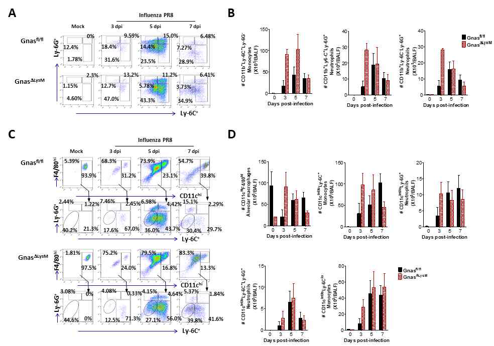 GnasΔLysM cKO 마우스의 호흡기 인플루엔자 바이러스 감염 후 폐조직 및 BALF내 염증 세포 침윤 분석. (A) CD11b+Ly-6C+ monocyte와 CD11b+Ly-6G+ neutrophil의 침윤. (B) CD11cint/loLy-6C+ monocyte 및 CD11cint/loLy-6G+ neutrophil infiltration분석. GnasΔLysM cKO 마우스는 바이러스 감염에 의하여 많은 염증성 세포의 폐조직 내 침윤을 보여주는 심한 염증 반응을 보여줌