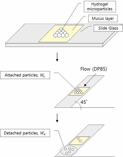 Device to measure the mucoadhesion of P(AA-co-GelMA) hydrogel particles