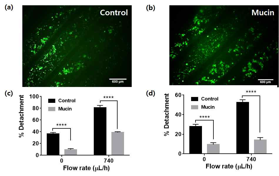 In vitro mucoadhesion test of P(AA-co-GelMA) hydrogel particles