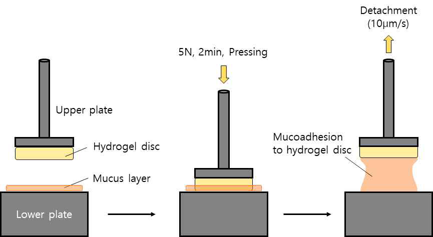 Measurement process of mucoadhesion of P(AA-co-GelMA) hydrogels using the rheometer