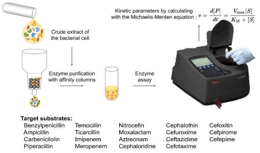 Schematic presentation of the enzyme assay for the new AmpC carbapenemase