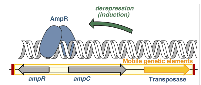 Regulatory mechanisms of ampC gene expression and the mobile genetic elements responsible for the horizontal ampC gene transfer