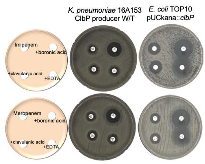베타락타마제 억제제의 ClbP에 대한 활성을 측정하기 위한 시험. class A 베타락타마제 저해제인 clavulanic acid, class B 베타락타마제 저해제인 EDTA, class C 베타락타마제 저해제인 boronic acid를 imipenem 또는 meropenem과 함께 시험하여 boronic acid 특이적인 저해를 확인