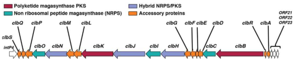 Polyketide synthesis system operon의 구조. ClbP 유전자는 좌측의 네 번째에 존재 (Grasso et al., Biomolecule, 2015)