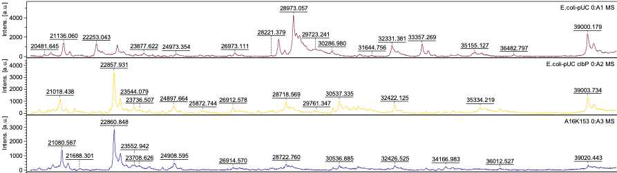 음성 균주(위), ClbP를 발현하도록 형질변환된 균주(가운데), ClbP를 발현하는 wild type 균주(맨아래)의 MALDI-TOF MS spectra. 28720 m/z 근처에서 특정 peak가 관찰됨