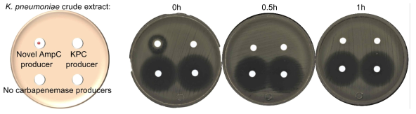 Imipenem hydrolysing activity test using crude extract of the K. pneumoniae isolates producing either the novel AmpC or KPC