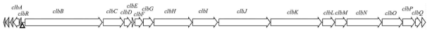 pks gene cluster