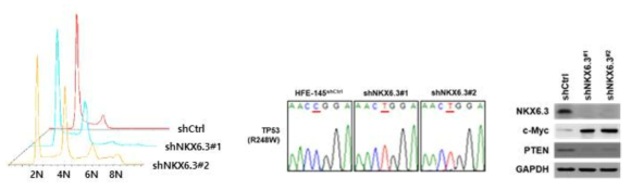 NKX6.3 depletion 에 의한 aneuploidy, p53 mutation 과 PTEN 의 발현 변화