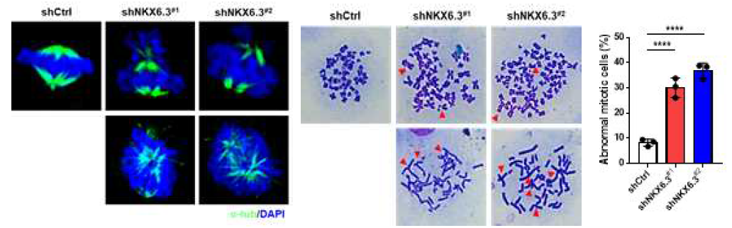 NKX6.3 이 세포분열에서 염색체의 spindle 에 미치는 영향