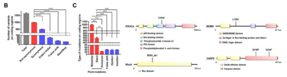 NKX6.3 결핍 세포에서 발견된 coding region mutation