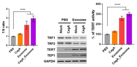 위암세포 유래 엑소좀이 telomere length, telomere 관련 단백들의 발현 및 telomerase activity에 미치는 영향