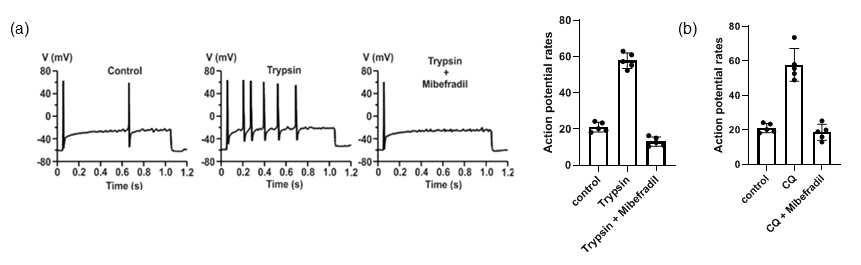 (a) Trypsin induces increases in the action potential firing frequency in dissociated mouse small-sized DRG neurons. Co-treatment with pharmacological inhibitor of T-type calcium channel, mibefradil significantly reduces trypsin-induced action potential firing. (b) Mibefradil inhibits the CQ-evoked action potential firing in dissociated small-sized DRG neurons