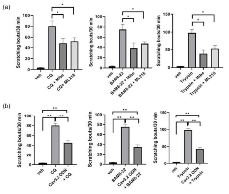 (a) Intradermal injection of T-type calcium channel, mibefradil and ML218, significantly reduces acute itch induced by CQ, BAMB-22, and trypsin. *p < 0.05, n = 5-8 mice per group. (b) intra-TG injection of antisense ODN for Cav3.2 reduces acute itch induced by CQ, BAMB-22, and trypsin. *p < 0.05, n = 5-8 mice per group