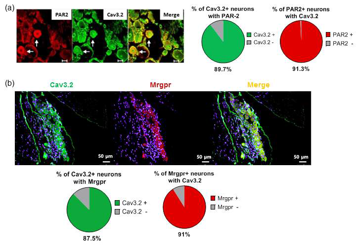 (a) Double immunostaining using antibodies against PAR-2 and Cav3.2, along with percentage overlap quantification, in mouse DRG thoracic sections. (b) Double immunostaining using antibodies against Cav3.2 and Mrgpr, along with percentage overlap quantification, in mouse DRG cervical sections. Scale bar=50μm