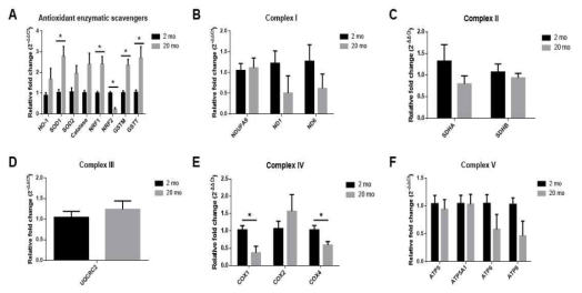 노화성 난청의 와우에서 antioxidant scavenger의 변화와 OxPhos complex의 변화