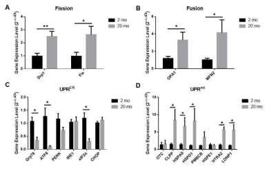 2개월과 20개월의 마우스에서 mitochondrial fusion and fission, UPR 의 다양한 변화가 관찰됨