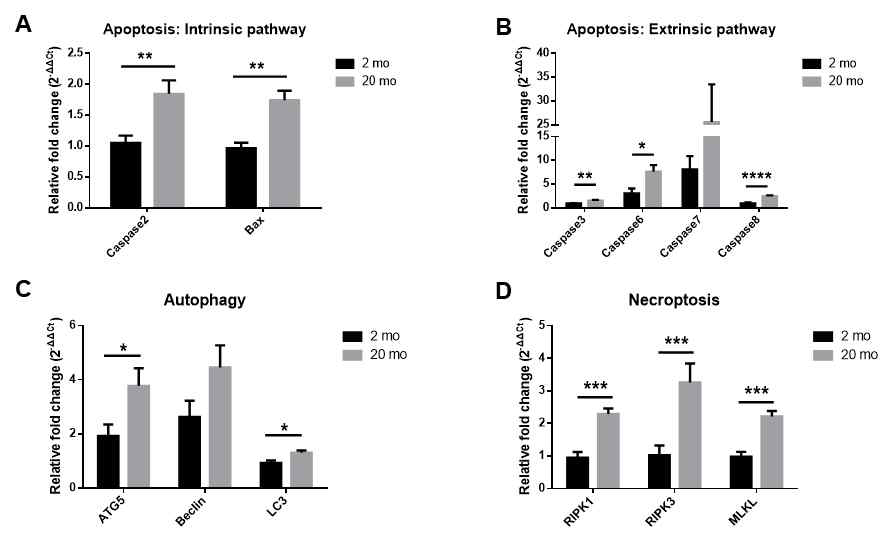 2개월과 20개월의 마우스에서 apoptosis, autophagy, necroptosis factor 의 다양한 변화가 관찰됨