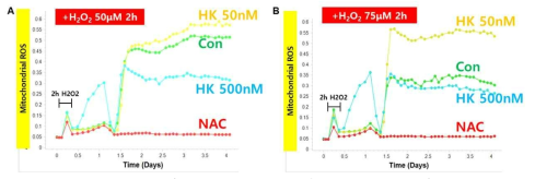 H2O2를 이용한 HEI-OC1 세포주에서 노화를 유도하고 치료의 후보물찔을 이용하여 mitochondrial ROS의 생성을 의미있게 억제함을 관찰함