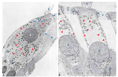 유모세포에 존재하는 다량의 mitochondria