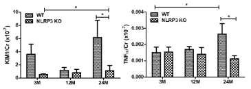 NLRP3 KO 쥐의 소변에서의 염증 사이토카인 변화