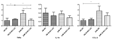 NLRP3 KO 쥐 신장 조직에서 염증 변화