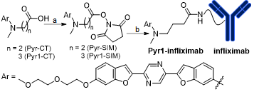 Structure and synthesis of Pyr1-infliximab. a) N-(3-Dimethylaminopropyl)-N′-ethylcarbodiimide•HCl/N-hydroxysuccinimide/DMAP/CH2Cl2/MeOH, RT; b) Infliximab/ NaHCO3-Na2CO3 buffer (pH 9.5, 0.1 M)/DMSO, 4°C