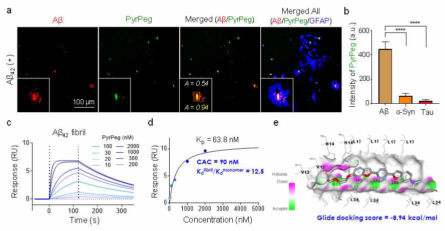 Selectivity of PyrPeg for amyloidogenic proteins. (a) OPM images of astrocytes colabeled with an anti-Aβ antibody, PyrPeg, and GFAP and merged images (the OPM image of GFAP-labeled cells is omitted for simplicity). The cells were pretreated with Aβ42 fibrils for 1 day. (b) Relative fluorescence intensities of PyrPeg in the PyrPeg-labeled astrocytes pretreated with Aβ42 fibrils, α-syn, or tau441 for 1 day.****P < 0.0001, one-way ANOVA with Tukey’s multiple-comparison test. (c,d) SPR sensorgrams (c) and binding curves for the binding of PyrPeg to Aβ42 fibrils (d). Blue dots are the experimental data, and black curves are the fitted curves obtained by means of the BIAcore evaluation software. (e) Molecular docking analysis of PyrPeg inside human Aβ42 (glide docking scores for PyrPeg = -8.94 kcal/mol)