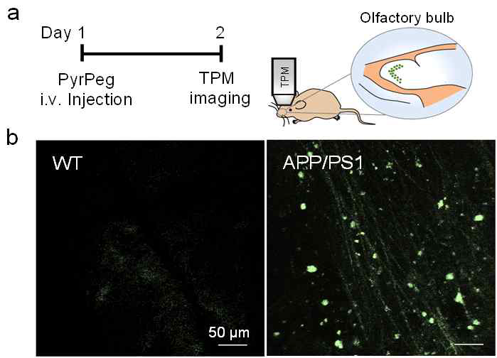 In vivo TPM images of the olfactory bulb in mice. (a) Schematic diagram of in vivo TPM imaging of the olfactory bulbs of a tail-injected mouse. (b) TPM images of the olfactory bulbs of WT (left) and APP/PS1 mice (right) 1 day after injection with PyrPeg (1 mg/kg). Scale bar: 50 μm