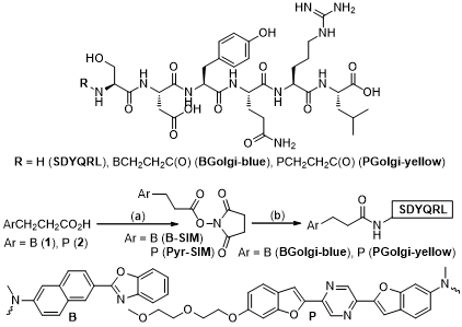 Structures and synthesis of BGolgi-blue, and PGolgi-yellow. (a) (i) KOH, EtOH, rt. (ii) N-hydroxysuccinimide, EDCI, 4-dimethylaminopyridine (DMAP), CH2Cl2, rt. (b)SDYQRL, Et3N, DMSO, rt