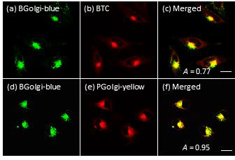 (a–c) TPM (a) and OPM (b) images of HeLa cells co-labeled with BGolgi-blue and BTC and a merged image (c). (d–f) TPM images (d, e) of HeLa cells co-labeled with BGolgi-blue and PGolgi-yellow and a merged image (f). The images were collected at Ch1 (a, d), Ch2 (e), and Ch3 (b) upon excitation at 543 nm (b) and 750 nm (a, d, e), respectively. The A value is the co-localization coefficient of the red with the green domains. Cells shown are representative images from replicate experiments (n = 5). Scale bar: 30 μm