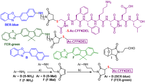 Structures and synthesis of BER-blue and FER-green. (a) (i) 1, NaBH4, room temperature (rt); (ii) toluene, 140°C; (b) HS-Ac-CFFKDEL, Tris-(2-carboxyethyl) phosphine hydrochloride, Et3N, DMSO, rt